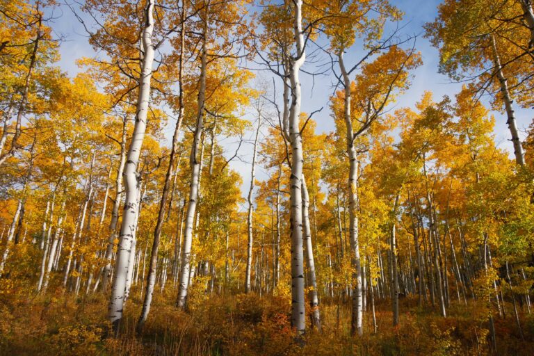 aspen forest